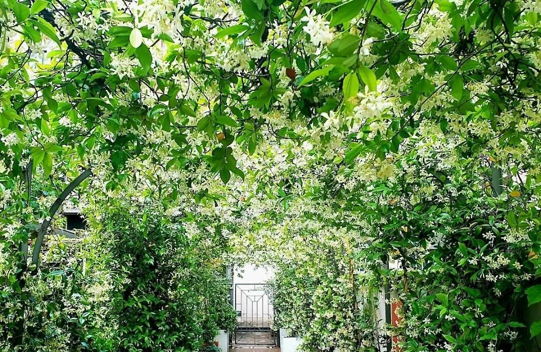 Jasmine Garden Apartment Milan